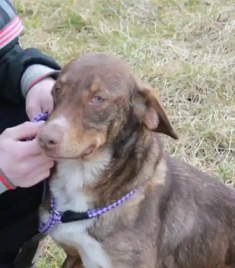 Duke's rescuers agreed that she'd provide a great forever home.