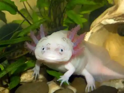 Axolotl