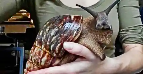 Snails As Big As Your Head