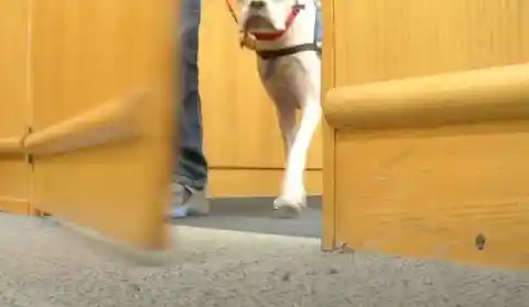 Judge Notices Little Girl Signaling To Her Dog, Halts Court When Dog Responds