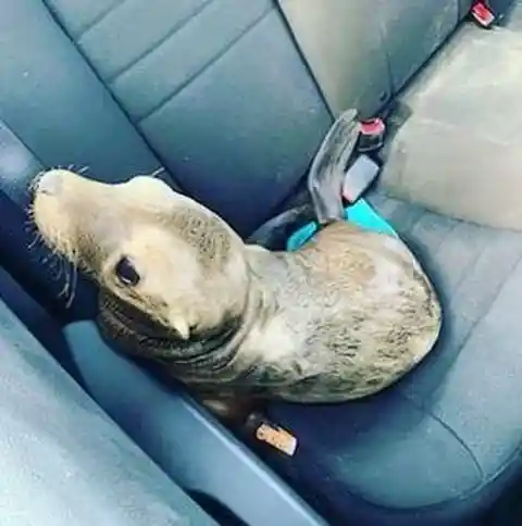 Highway Officer “Arrests” Sea Lion for Stopping Cars On the Freeway