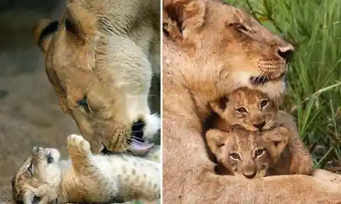 A Great Mother in the Animal Kingdom