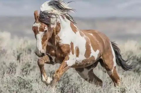 If someone says he's "rode hard and put up wet", it means...