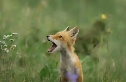 Baby foxes