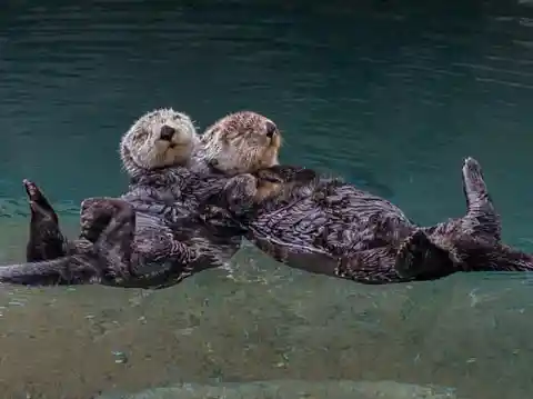 Sleepy Otters