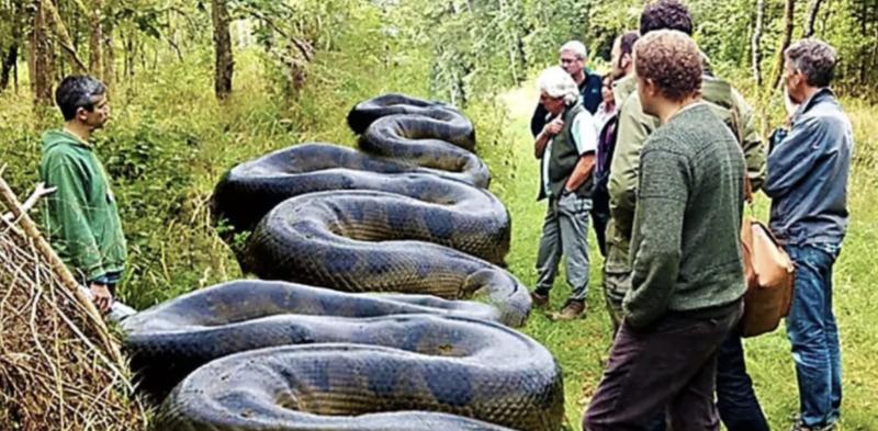 The Deadliest Snakes Ever Found On The Planet | WorldLifestyle